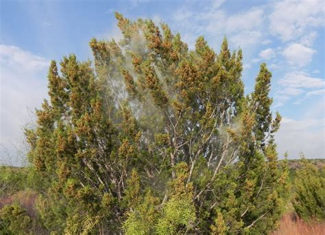 Juniper Tree Pollen Exploding に対する画像結果