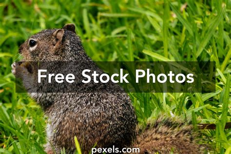 Image result for Free Robux Image Logger