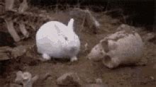 Image result for Monty Python Rabbit Meme