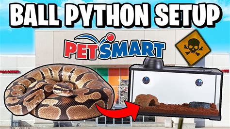Image result for ball python beginners