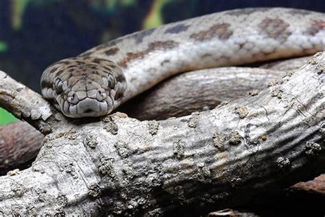 Image result for Spotted Python Morphs