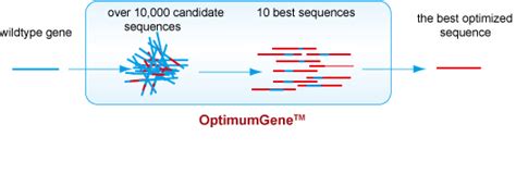 Image result for Codon Optimization