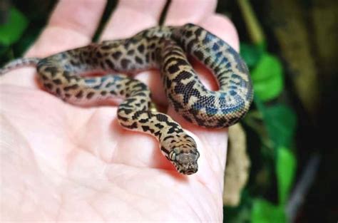 Image result for Spotted Python