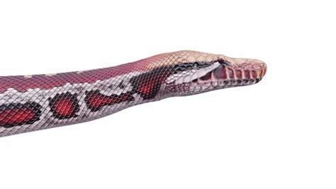 Afbeeldingsresultaten voor Python 3D Animation Video