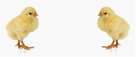 تصویر کا نتیجہ برائے Chick Transparent PNG
