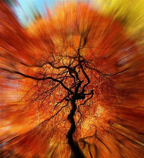 Toradh íomhá ar Maple Trees Exploding