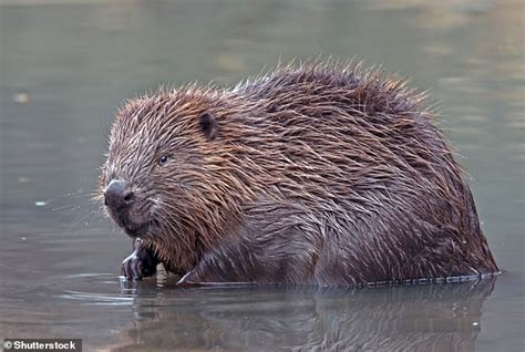 Image result for Nature Morning Views