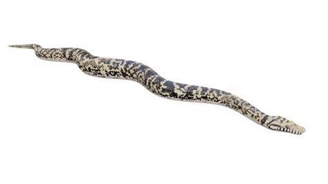 Afbeeldingsresultaten voor Python 3D Animation Video