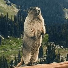Image result for Gopher Chuck's GIF