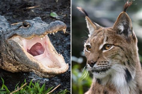 Image result for Bobcat vs Gator