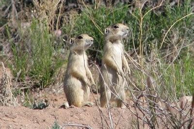 Image result for Exploding Prairie Dogs