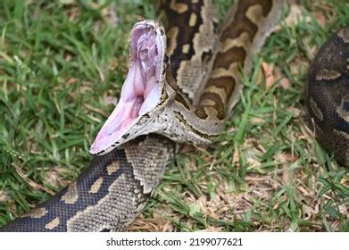 Image result for Python Random