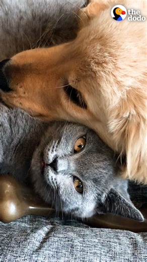Golden puppy and cat have been best friends since Day 1 — watch what happens 5 years later ❤️ Keep up with Boris & Gregg on Instagram: thedo.do/BorisXGregg & TikTok: thedo.do/borisxgregg. Keep up with Aarika on Instagram: thedo.do/aarikagerette & TikTok: thedo.do/aarikawolf. | The Dodo