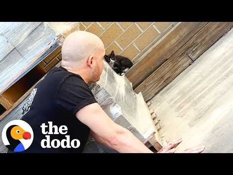 Couple Goes To Lowes And Come Home Hours Later With A Kitten | The Dodo