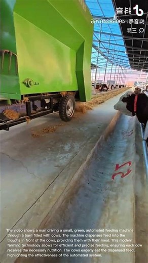 Automated Cow Feeding: Modern Farming Technology in Action