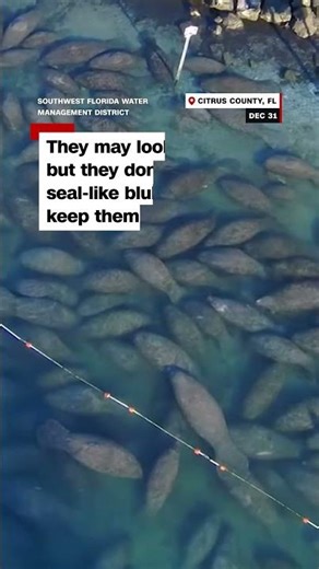 Hundreds of manatees cuddle up in Florida