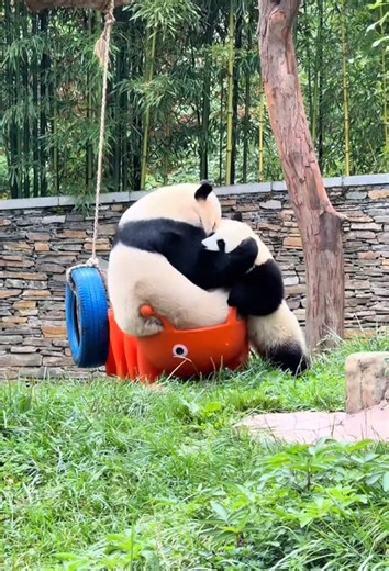 Panda 🐼 The unlucky panda 🤣#panda #cutepanda #funny #pandababy #funny#cute#kungfupanda #pandas