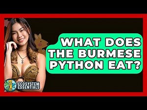 What Does The Burmese Python Eat? - Ecosystem Essentials