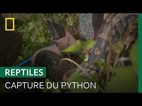 Capture d'un python qui tue les chèvres d'un fermier | SNAKES IN THE CITY