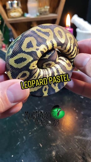Exploring the Unique Leopard Gene in Snakes | Morphs and Hatchlings