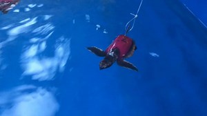 Scientists recently tested sea turtle's endurance by employing an uncommon tactic ... tiny turtle treadmills. | National Geographic Animals