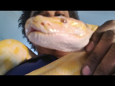 My BURMESE Pythons love's chicken instead of large Rats