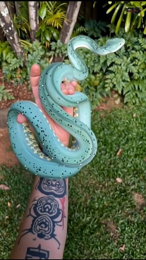 Blue Green Tree Python: Nature’s Living Emerald! #treepython #bluesnake #greensnake