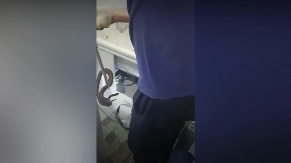 Huge python slithers out of bathroom toilet in Russia
