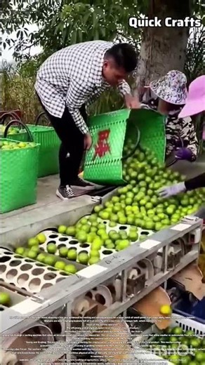 ​ Agricultural Tech: The Super Lime Sorting Machine Does a Day's Work in Minutes #shorts