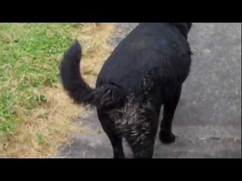 Dog blasts diarrhea!!!