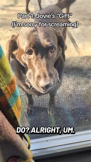 Chuckie the Chocolate Lab on Instagram: "Jovie gave me an early Christmas present that I certainly didn't ask for. Is it the thought that counts?! 😅 #dogs #dogslife #joviethejolly #dogsofinstagram #fyp"