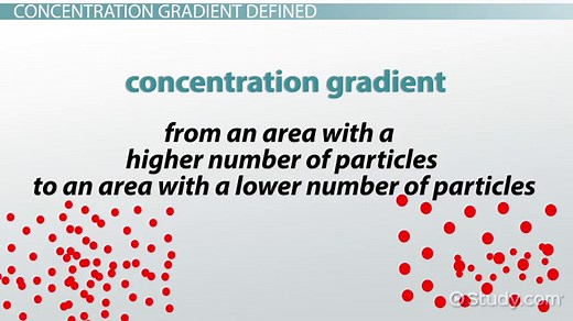 Concentration Gradient | Definition, Types & Examples
