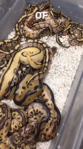 324 reactions · 21 comments | Crazy Reduced Clown Ball Python #shorts #snakes #ballpython #ballpythons #ballpythonsofinstagram #snakebreeder #ballpythonbreeder | Rodents & Royals | Facebook