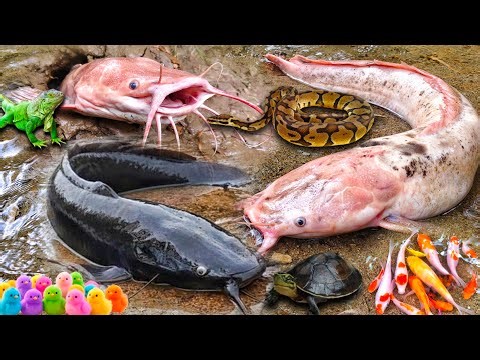 Wow! Catching Albino Catfish in a Hole: Snakehead, Giant Catfish, Ornamental Fish, Snakes, and Cute