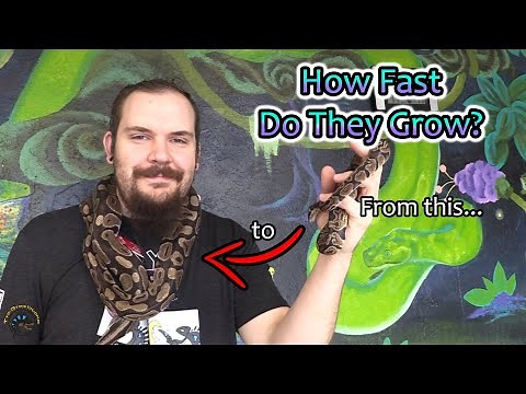 Just How Fast Do Ball Pythons Grow? 🐍