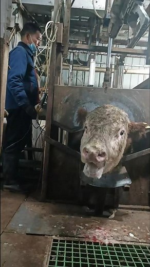 🐄 Inside a Modern Cow Slaughterhouse: Humane Stunning Process Explained 👀