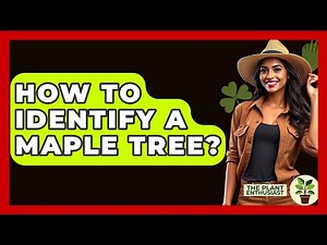 How To Identify A Maple Tree? - The Plant Enthusiast