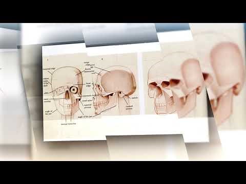 Basic Human Anatomy: An Essential Visual Guide for Artists (2016)