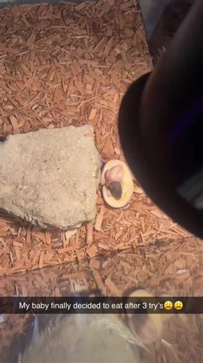 Ball Python Feeding Success: Tips and Accessories