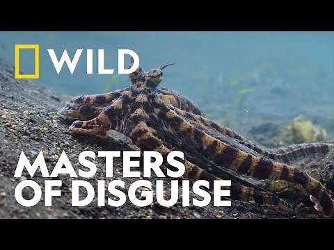 Octopus Camouflages itself as a Flounder | Secrets Of The Octopus | National Geographic WILD UK