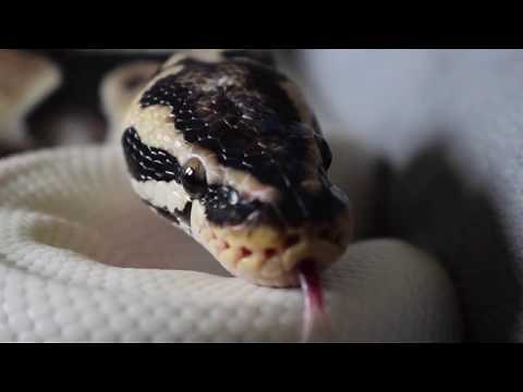Cute Ball Pythons HD