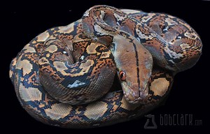 Reticulated python - Alchetron, The Free Social Encyclopedia
