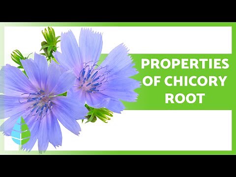 Chicory Root Benefits 💚 Benefits, Uses & Side Effects Explained