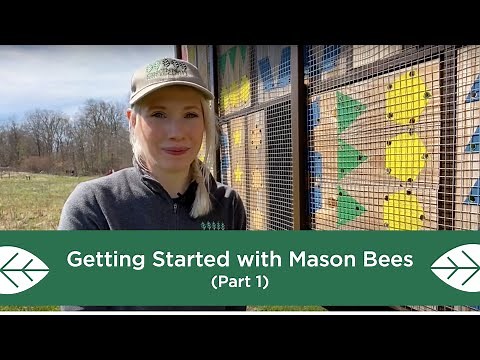 Getting Started with Mason Bees - Part 1
