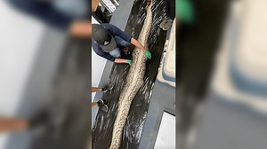 5-Foot Gator Found in Stomach of 18-Foot Burmese Python in Florida Everglades