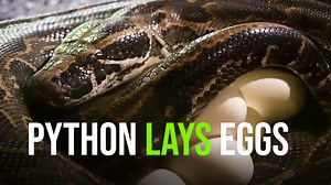 4.9K views · 202 reactions | The Seba Python (like the one seen here...