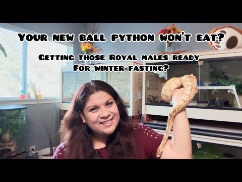 Let’s get that ball python feeding again | Series: Royal Python 101 Video 2