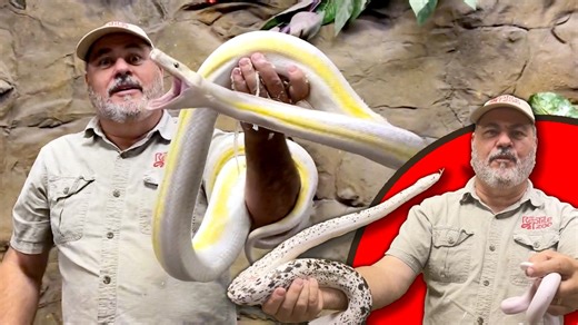 76K views · 3.3K reactions | I have been working with reticulated...