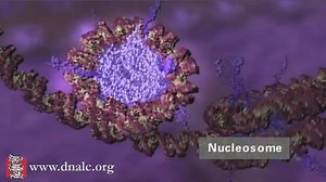 3D Animations - DNA Molecule: How DNA is Packaged (Advanced) - CSHL DNA Learning Center