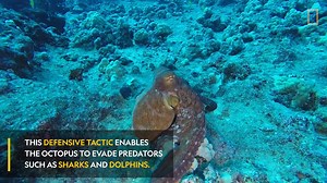 42K views · 172 shares | This color-changing octopus would definitely win at hide and seek. | National Geographic Animals | Facebook